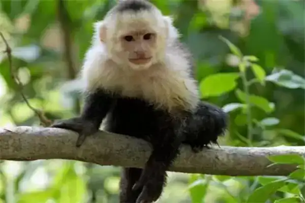地球上10大最珍稀的猴子，猕猴和夜猴均上榜，你见过几种？