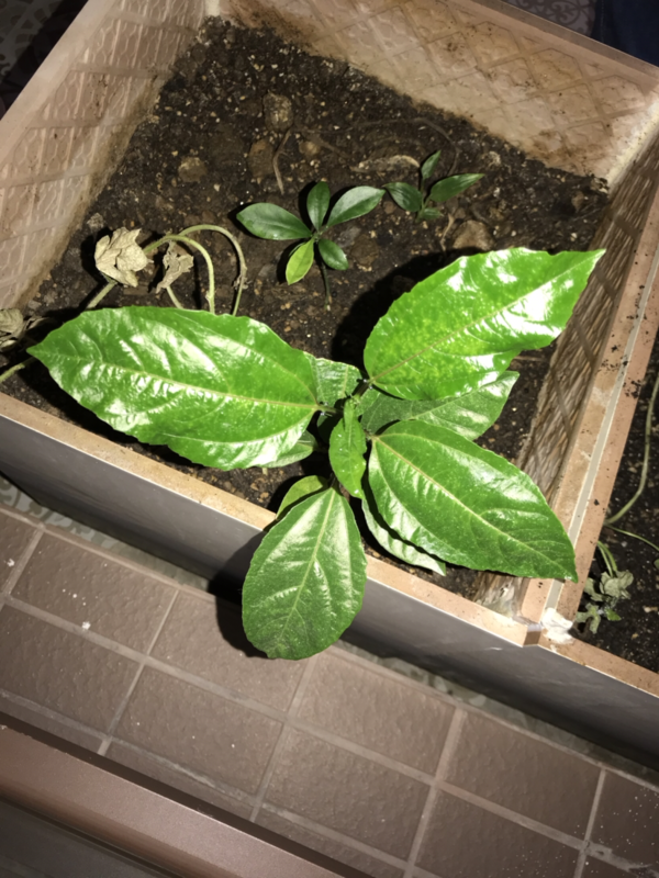 如何在阳台种植西瓜:4步骤