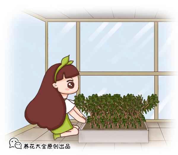 秋葵可以自己留种子吗？在家如何种植秋葵？