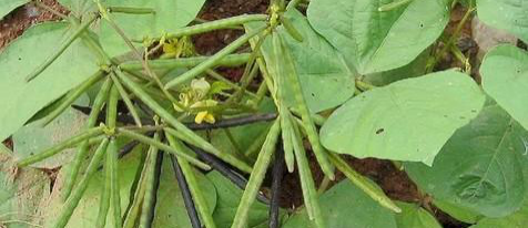 高产绿豆种植的方法：4步骤