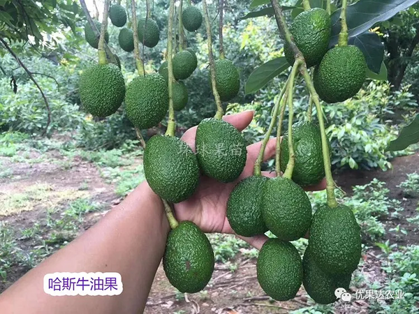 牛油果种植栽培方法有哪些？