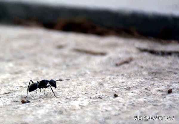 除蚂蚁最有效的方式有哪些？