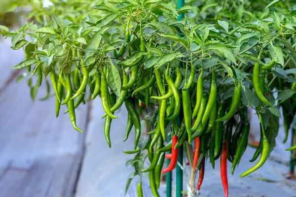辣椒种植高产的诀窍和方法有哪些？