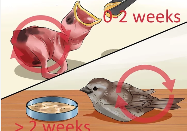 如何把麻雀养活？麻雀的饲养方法有哪些？