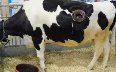 为什么要在奶牛身上开个洞？奶牛开洞不会感染吗？