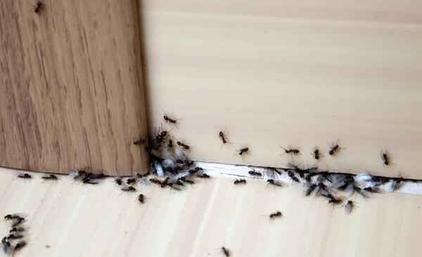 4个除灭蚂蚁的办法，见效快