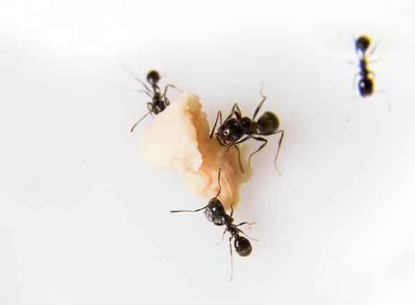4个除灭蚂蚁的办法，见效快