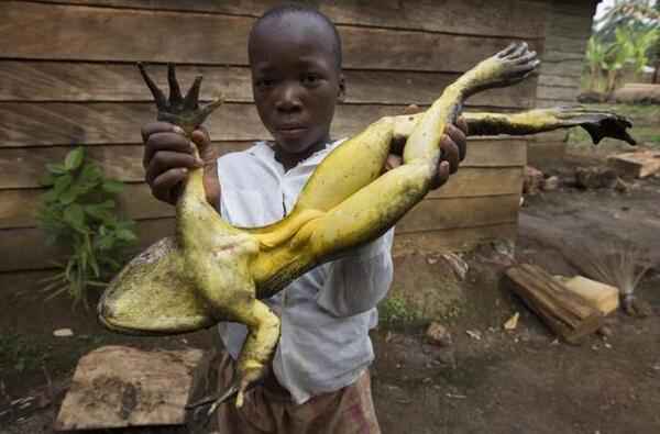 世界上最大的青蛙长什么样？世界上最大的青蛙有多大？
