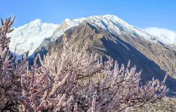 八千米雪山杏花：从风之谷到帕米尔的喀喇昆仑公路摄影之旅