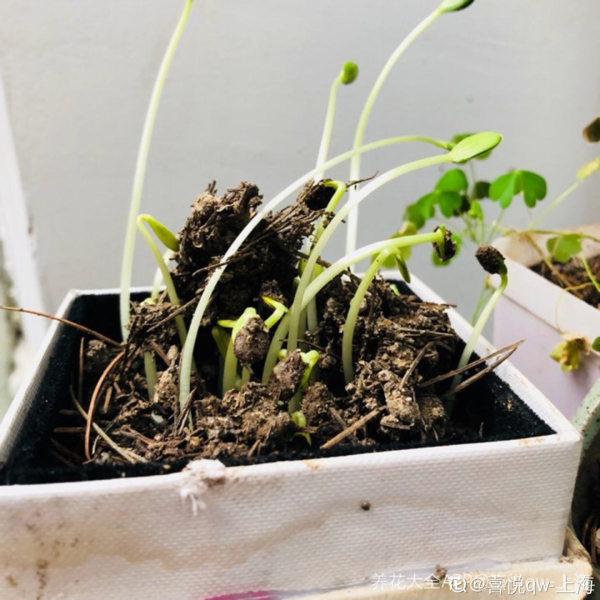 如何在阳台种植西瓜:4步骤
