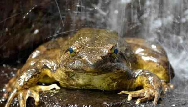 世界上最大的青蛙长什么样？世界上最大的青蛙有多大？