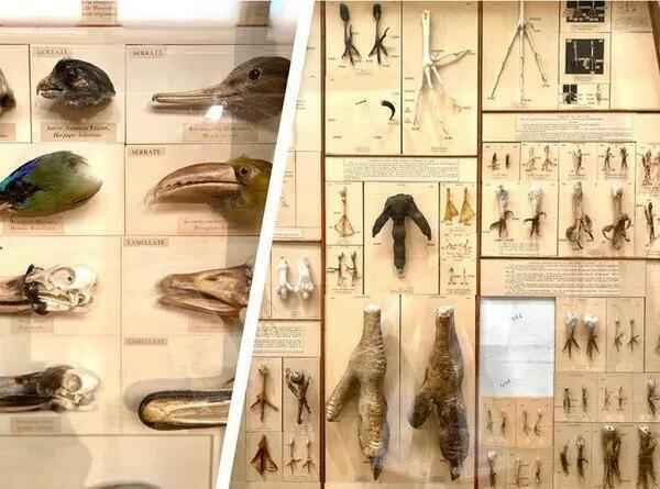 伦敦 · 自然历史博物馆重拾童年记忆
