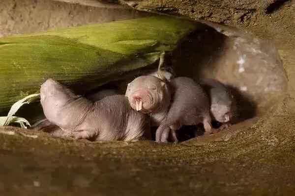裸鼹鼠为什么不得癌症？科学家在裸鼹鼠体内发现“生命之源”，或能帮助人类