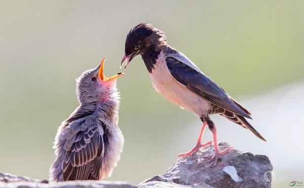 粉红椋鸟是什么鸟？粉红椋鸟为什么被称为“灭蝗能手”