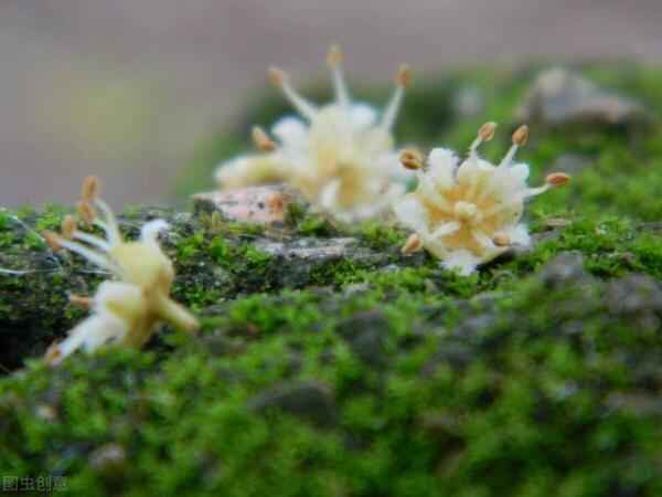 吸水石种什么苔藓好养？手把手教你室内种苔藓！