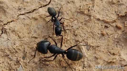 除蚂蚁最有效的方式有哪些？