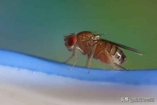 五种果蝇消灭方法：附带制作补蝇器