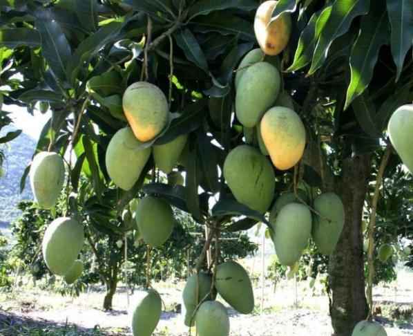 怎么种植芒果才能高产？种植芒果需要什么条件？