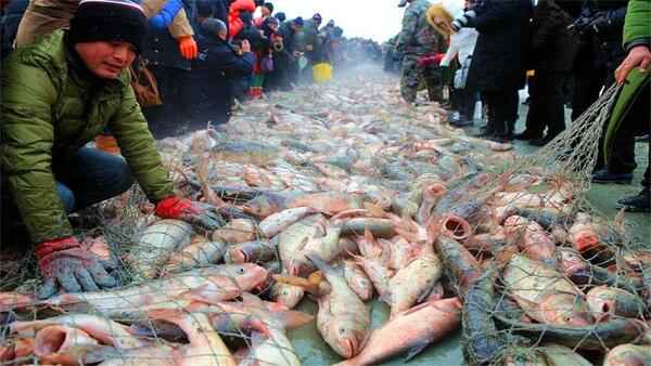 亚洲鲤鱼为什么在我国活不过成年？
