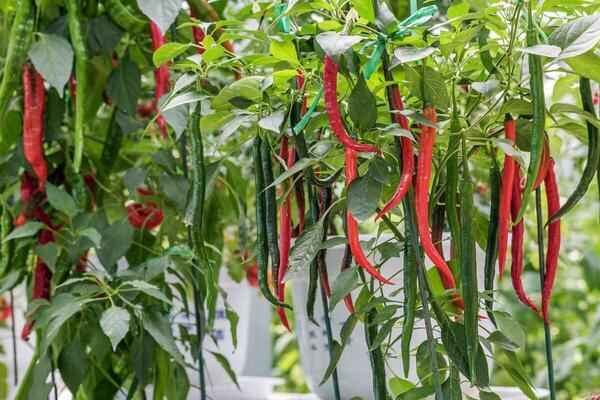 辣椒种植高产的诀窍和方法有哪些？