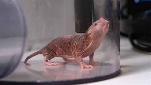 裸鼹鼠为什么不得癌症？科学家在裸鼹鼠体内发现“生命之源”，或能帮助人类