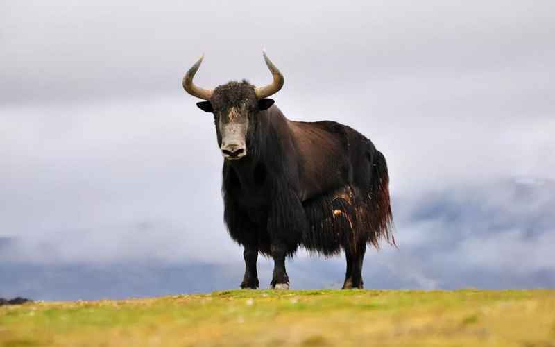 可可西里有哪些动物？盘点我国可可西里高原上的10大“著名”动物！