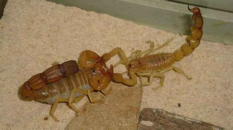 蝎子是一种什么样的动物？蝎子作为古老的生物是怎样繁殖后代的？