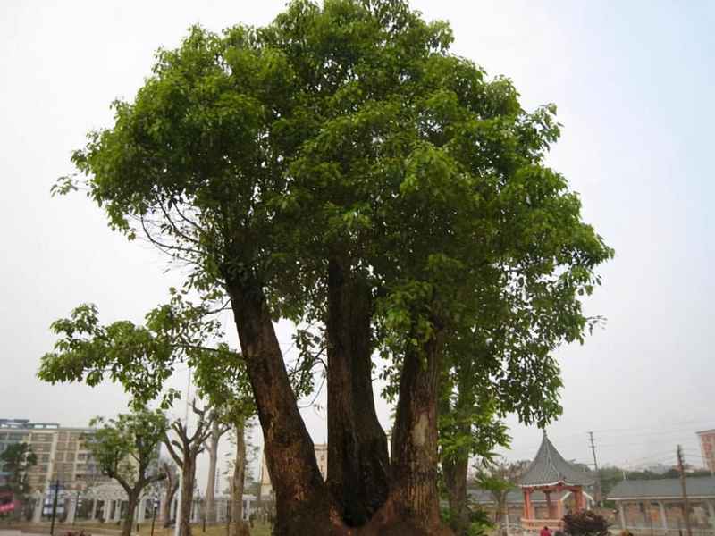 猪血木树有药用价值吗？濒危树种“猪血木”全世界仅剩70多株！