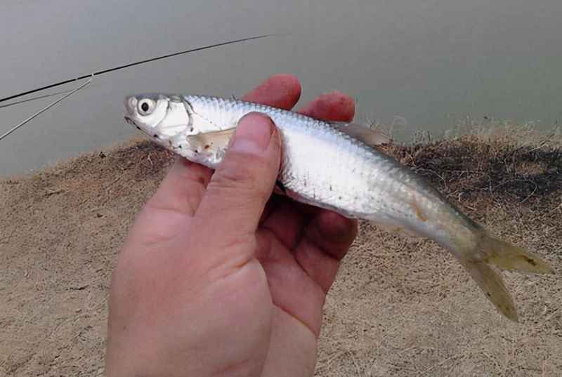 白条鱼最大能长多少斤？一种在我国特别常见的小型淡水鱼——白条鱼