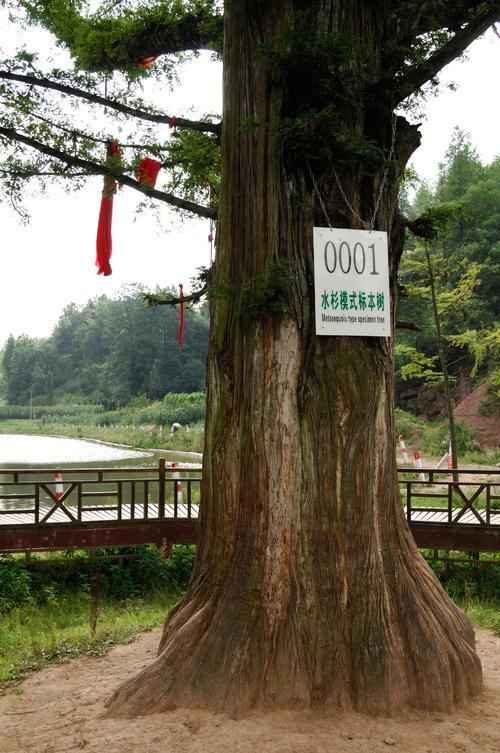 水杉是最古老的树吗？白垩纪就出现的树，一种被称作“国宝”的植物！