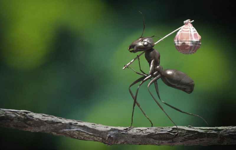 蚂蚁的生存智慧：5000万年前就创造了自己的“农业文明”！