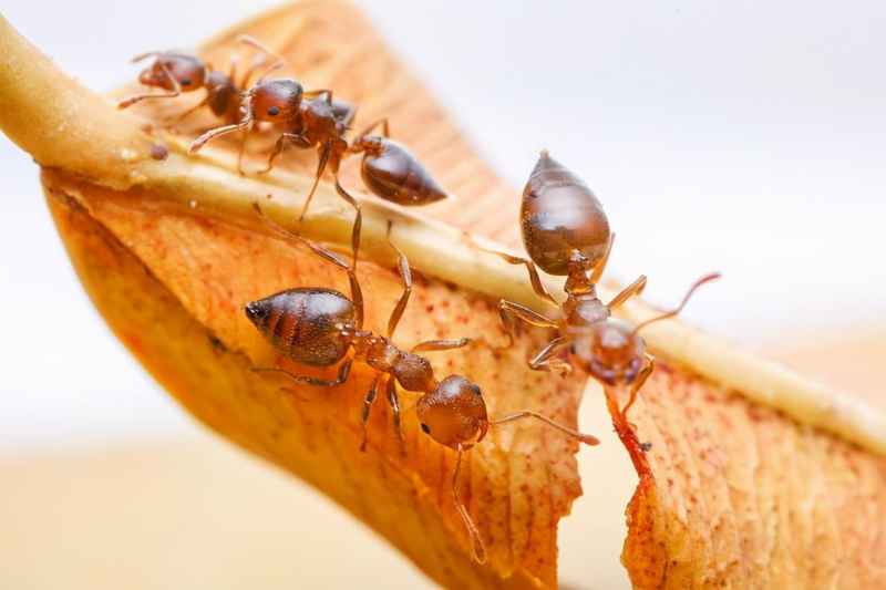蚂蚁的生存智慧：5000万年前就创造了自己的“农业文明”！