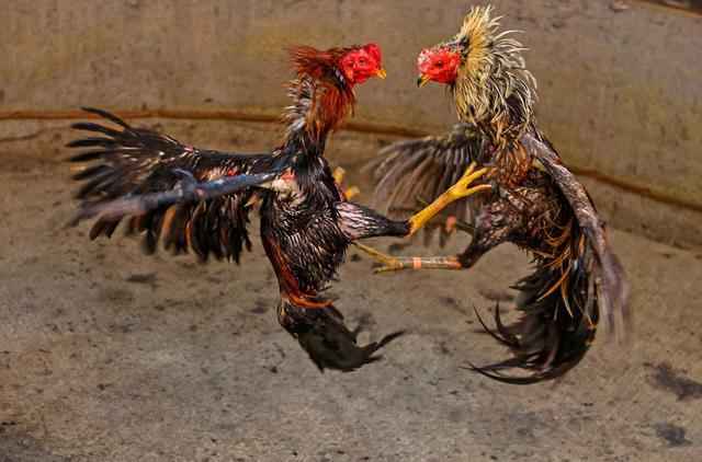 家鸡是由什么驯化来的？鸡这种禽类是怎么被人类驯养的？