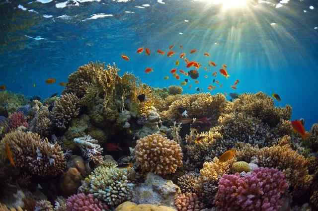 珊瑚是海底的生物吗？珊瑚是海底动物还是海底植物？