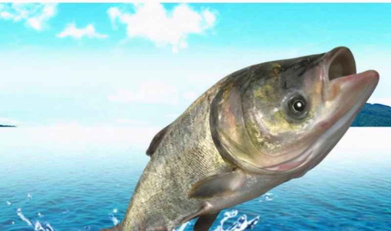淡水中最凶猛的鱼是什么鱼？盘点河流中8种凶猛的淡水鱼！