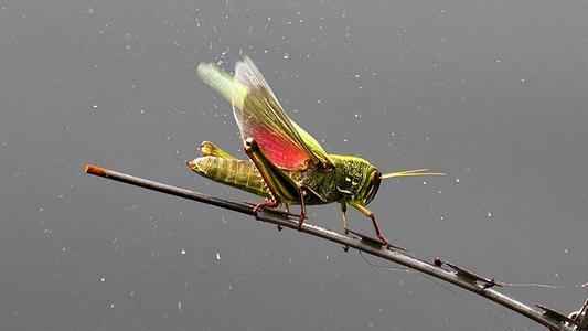 会飞的昆虫有哪些？昆虫飞行原理是什么？大自然中最会飞行的生物——昆虫