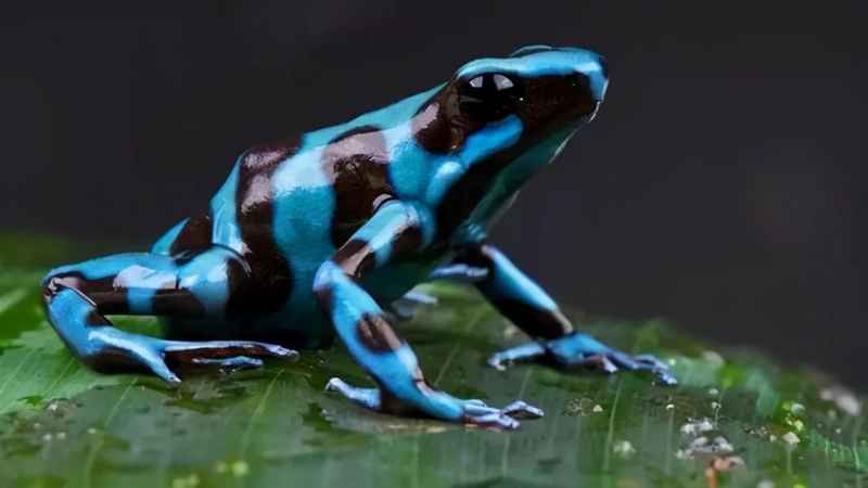 世界上最漂亮的青蛙是什么？毒性最强的青蛙是什么？