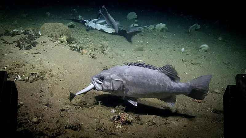 深海中有什么生物？深海的生物为什么都长得“奇形怪状”？