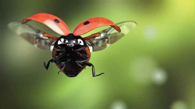 会飞的昆虫有哪些？昆虫飞行原理是什么？大自然中最会飞行的生物——昆虫