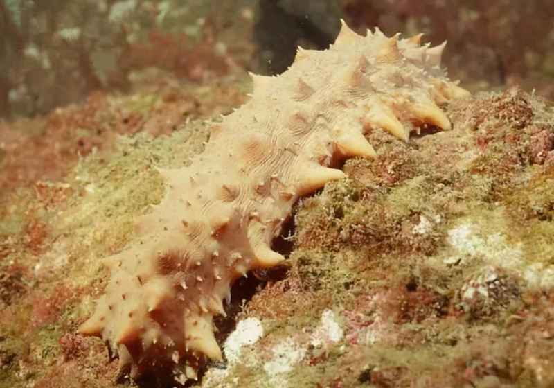 深海中有什么生物？深海的生物为什么都长得“奇形怪状”？