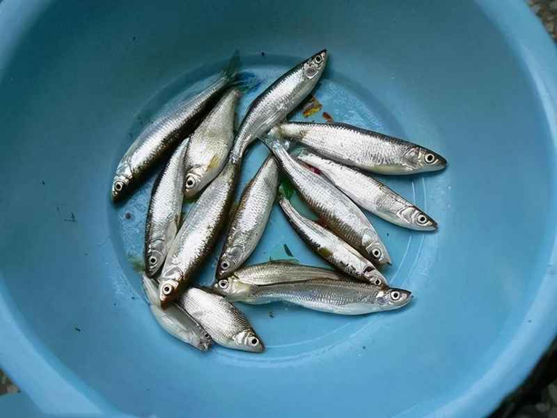 白条鱼最大能长多少斤？一种在我国特别常见的小型淡水鱼——白条鱼