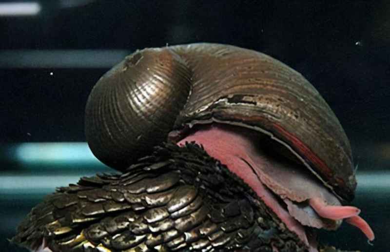 鳞角腹足蜗牛的壳有多坚硬？世上壳最硬的蜗牛：鳞角腹足蜗牛
