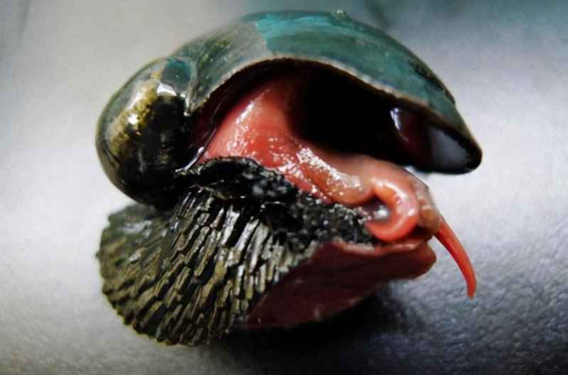 鳞角腹足蜗牛的壳有多坚硬？世上壳最硬的蜗牛：鳞角腹足蜗牛