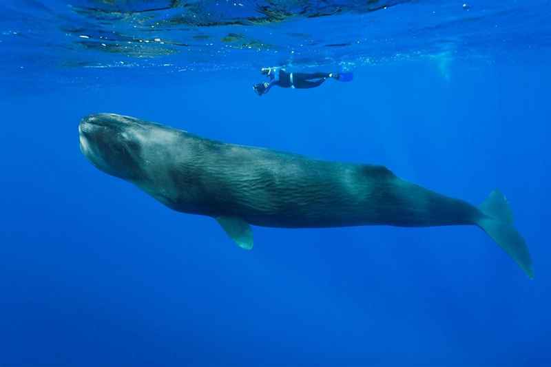 为什么抹香鲸潜水能力最强？哺乳动物抹香鲸为什么能长时间潜水？