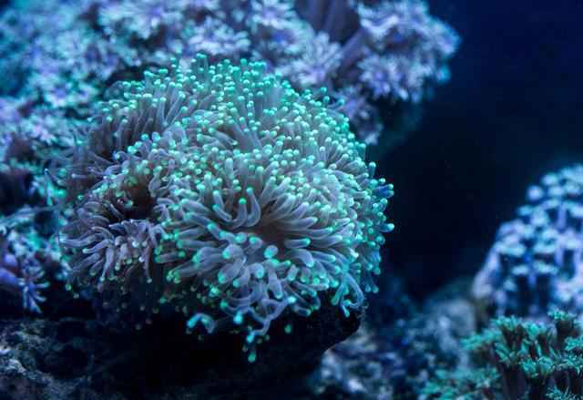 珊瑚是海底的生物吗？珊瑚是海底动物还是海底植物？