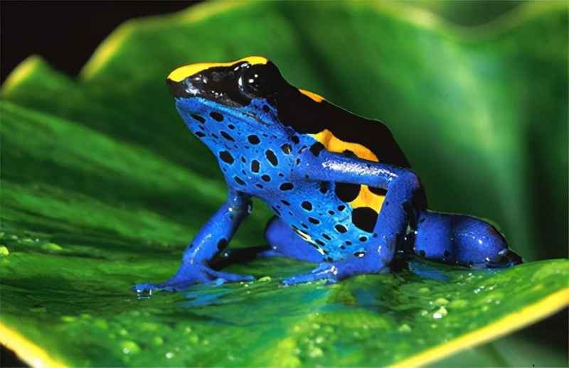 世界上最漂亮的青蛙是什么？毒性最强的青蛙是什么？