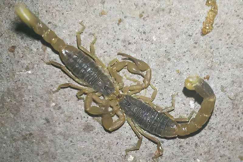 蝎子是一种什么样的动物？蝎子作为古老的生物是怎样繁殖后代的？