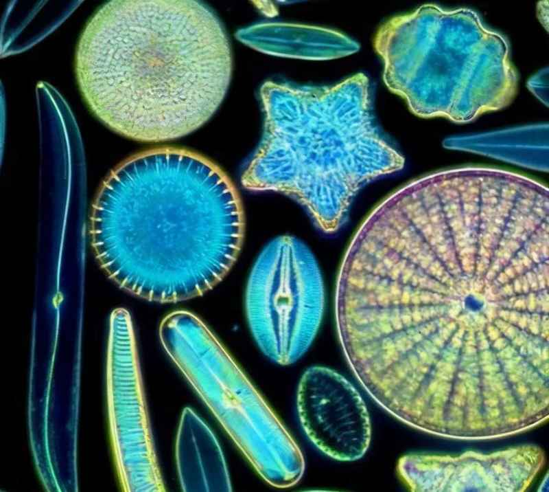 地球上最早的生物是什么？地球上最早的一批“原住民”生物——浮游生物
