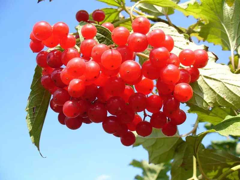 科普一下莓果的种类，北欧这几种“莓”你能分清楚吗？