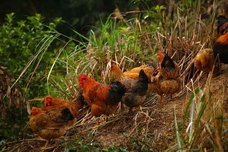 家鸡是由什么驯化来的？鸡这种禽类是怎么被人类驯养的？